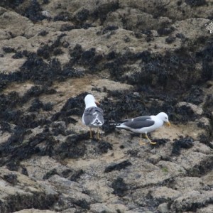 Two seagulls on rocky, seaweed-covered shore.