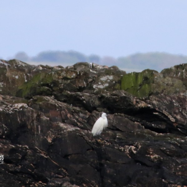 White bird perched on rocky terrain beneath cloudy sky.