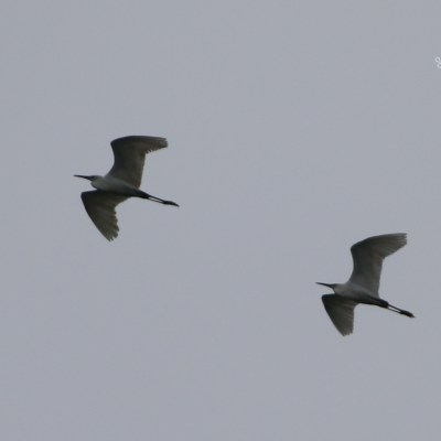 Two birds in flight against a gray sky.