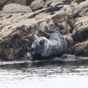 Seal lounging on rocky shore by the water