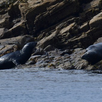 Two seals resting on rocky shore by the water.