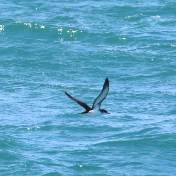 Bird with dark wings skimming over blue ocean waves.
