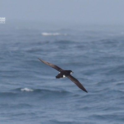 Seabird flying over ocean waves with a cloudy sky.