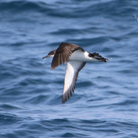 Seabird in flight over ocean waves, blue water visible.