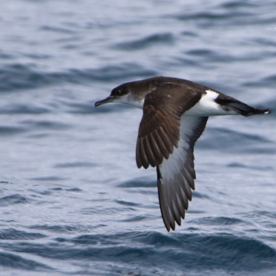 Bird flying close over ocean waves with wings extended.
