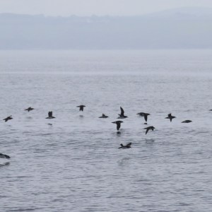 Flock of birds flying over calm sea with a hazy horizon.