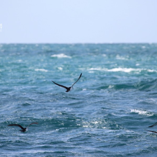 Four birds flying low over a choppy sea under a clear sky.