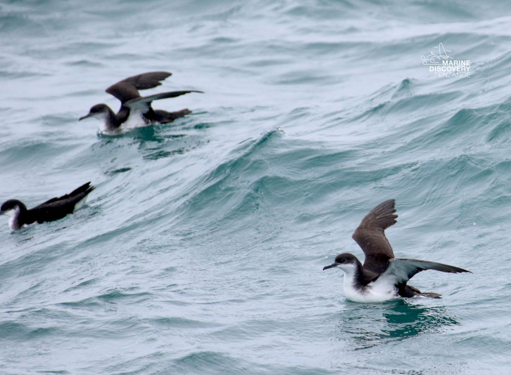Three seabirds with wings outstretched gliding over ocean waves.