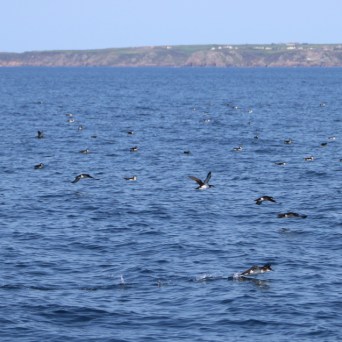 Flock of birds flying low over the ocean with distant land in view.