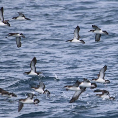 Flock of seabirds flying low over the ocean waves.