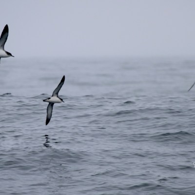 Three seabirds flying over a calm, grey ocean under overcast skies.