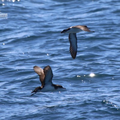 Two birds flying low over the ocean.