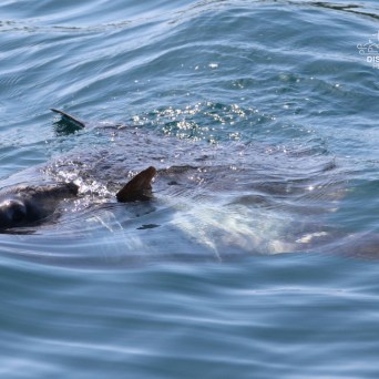 Sunfish partially submerged in ocean water.