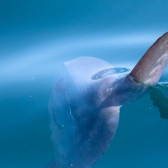 Dolphin fin emerging from calm blue water.
