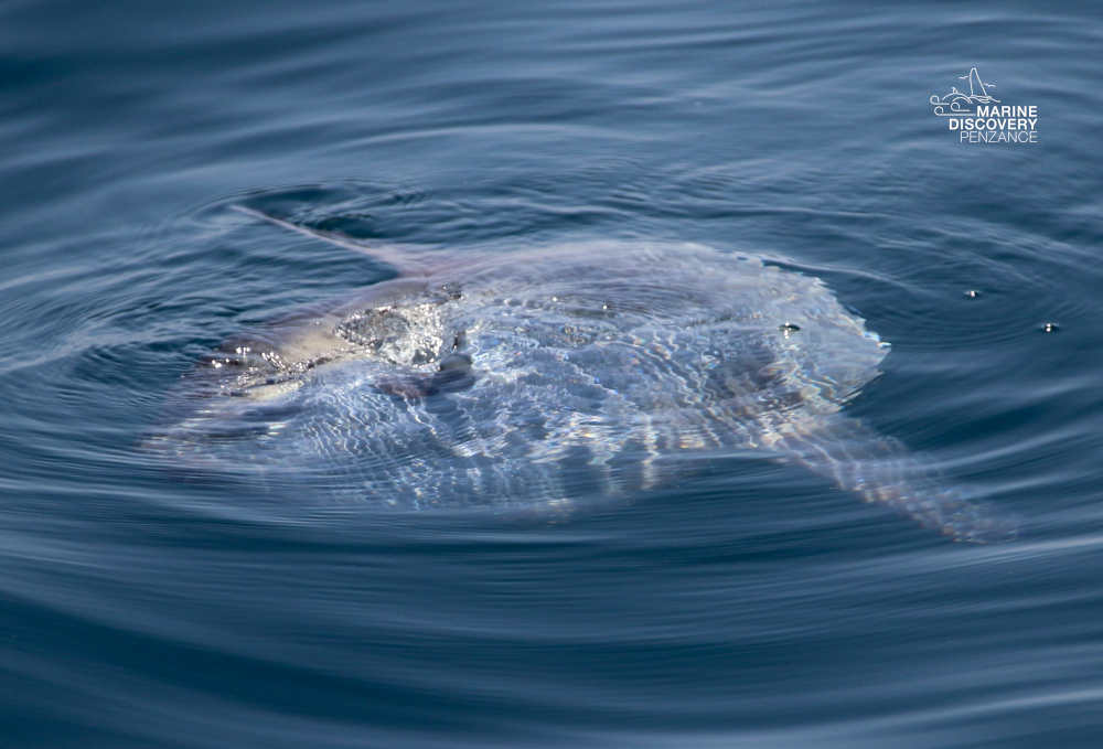 A sunfish partially visible above the water surface in the ocean.
