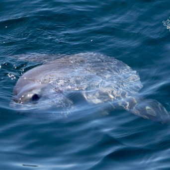 Ocean sunfish swimming near the surface in blue water.
