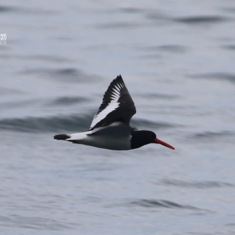 Bird with black and white wings flies over water.