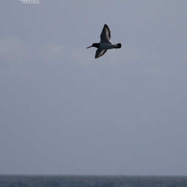 A bird in flight over the sea with a cloudy sky.