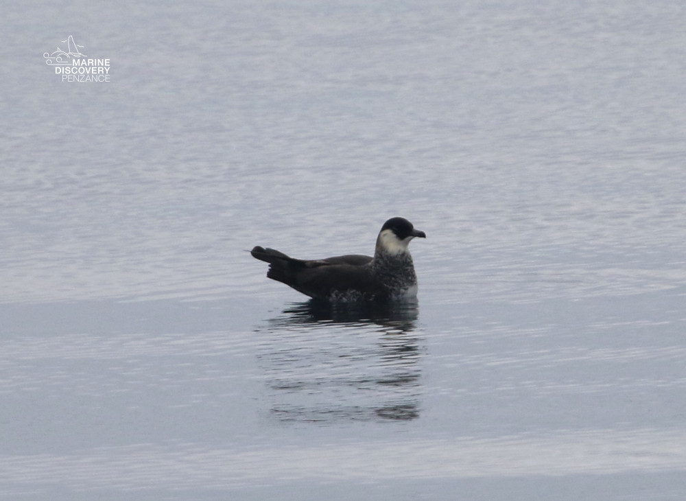 Skua swimming on calm water surface.