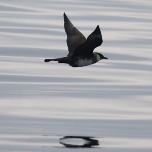 Bird flying over water with reflection visible on the surface.