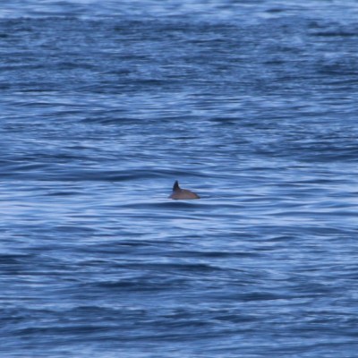 A porpoise fin emerges from the ocean surface.