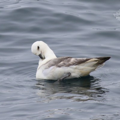 Seabird floating on water, preening its feathers.