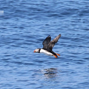 Puffin flying low over blue ocean water.