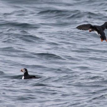 Two puffins on the sea, one swimming and one flying above the water.