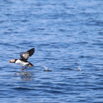 Puffin running on water with wings spread over a blue ocean.