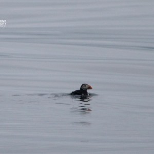 Puffin swimming on calm water surface.
