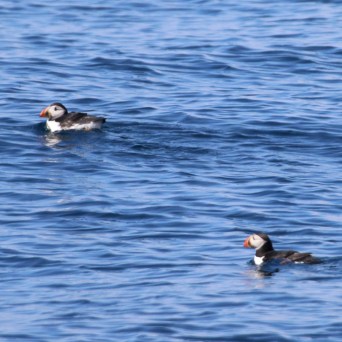 Two puffins floating on blue ocean water.