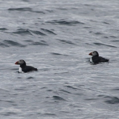Two puffins swimming in a wavy sea.