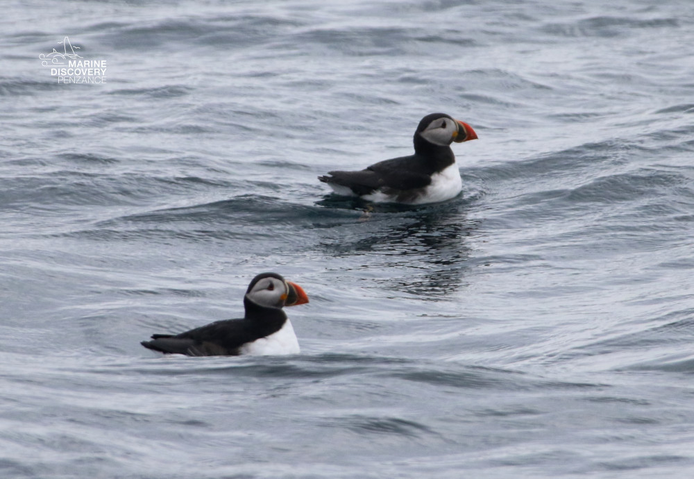Two puffins floating on rippling water surface.