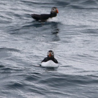 Two puffins floating on the ocean surface.