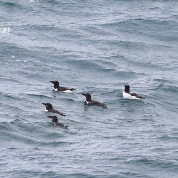 Five seabirds swimming on choppy water.