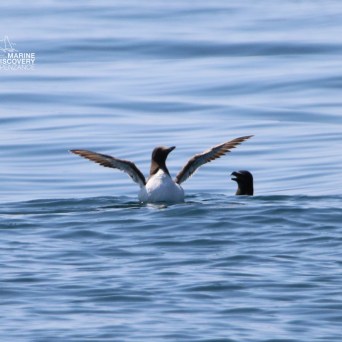 Two seabirds in water, one with wings raised.