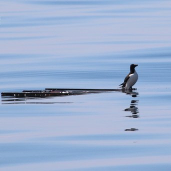 Bird standing on calm water with reflection under blue sky.