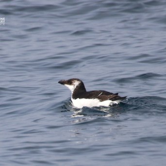 Black and white seabird swimming on calm ocean water.
