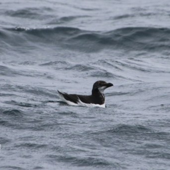 Bird floating on wavy sea with overcast weather
