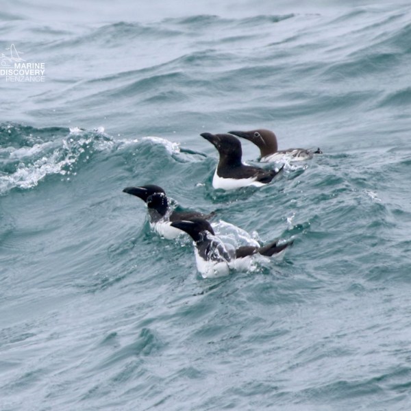 Three seabirds swimming in wavy ocean water.