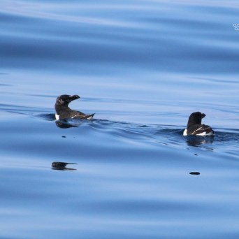 Two black and white seabirds swimming on calm blue water.