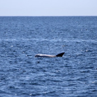 Whale fin above water in open ocean on a clear day.