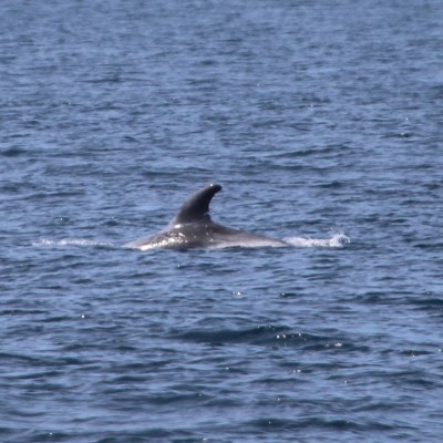 Dolphin dorsal fin emerging from the ocean water.