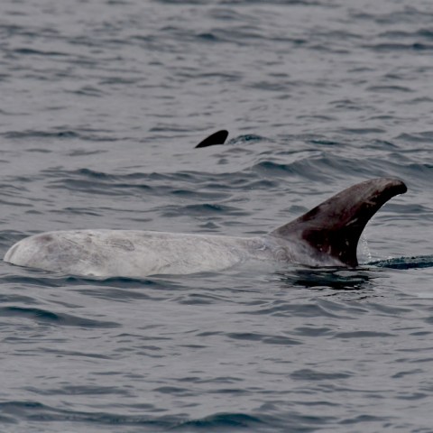 A large dolphin surfacing in the ocean near a fin.