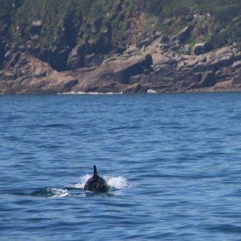 Dolphin fin in ocean near rocky coastline.