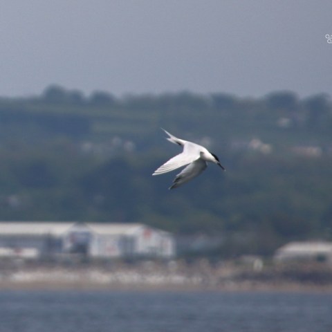 Bird in flight over water with blurry shoreline in background.