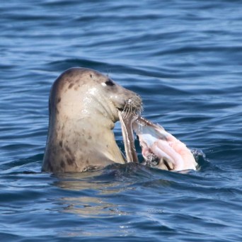 Seal in water eating a fish with head above surface.