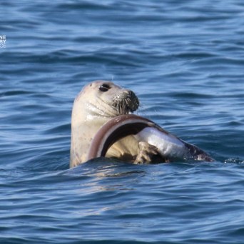 Seal in water holding a large fish in its mouth.