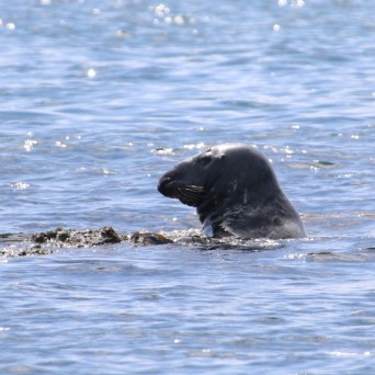 Seal poking head above water in a calm sea.