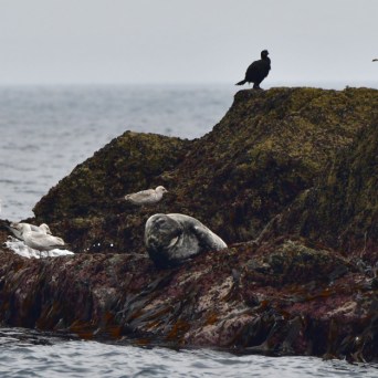 Seagulls and a seal resting on a rocky outcrop by the sea.